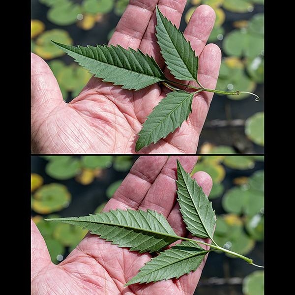 The leaves of devil's beggar-tick are compound, odd-pinnate with 3-5 coarsely-toothed leaflets.