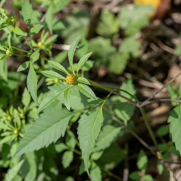 Devil's beggar-tick can be a quite sizeable bush up to about 4 feet high. Leaves compound, odd-pinnate with 3-5 coarsely-toothed leaflets. The similar tall beggar-tick (B. vulgata) has 11-21 (usually around 13) phyllaries at the base of the flower.