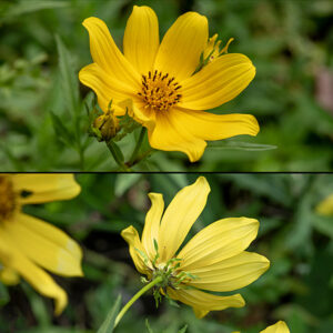 Top — Crowned beggar-tick's (Bidens trichosperma) flowers in frontal view. Bottom — about twelve narrow, twisted phyllaries lie below the yellow flower sepals at the top of the stem.
