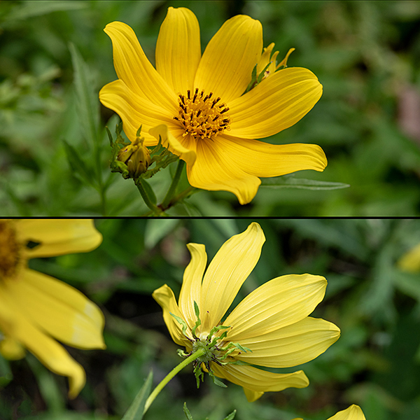 Top — Crowned beggar-tick's (Bidens trichosperma) flowers in frontal view. Bottom — about twelve narrow, twisted phyllaries lie below the yellow flower sepals at the top of the stem.