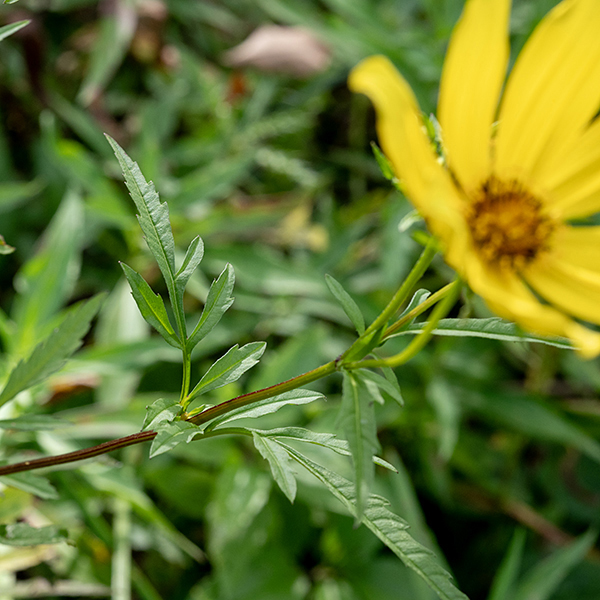 The stem of crowned beggar-ticks is hairless and brownish green. The leaves are compound, typically with three or five narrow segments and oppositely attached. Leaflets are ~4 inches long, a half inch wide, pointed at the tip, and coarsely toothed.