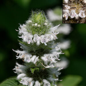 Hairy wood mint flowers consist of (from back to front) a tubular, stubby calyx with five long teeth and margins with very long, soft white hairs; a white or light purple tubular corolla with an unlobed upper lip, hairy on the outer surface; and a three lobed lower lip with scattered purple dots. Two stamens and a pistil with a bifurcated stigma protrude. Upper right — an ant for scale on a hairy wood mint flower.