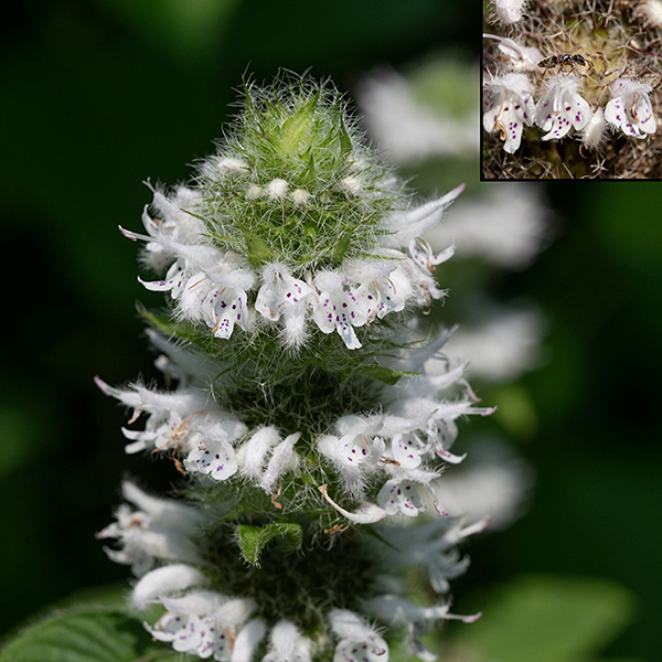 Hairy wood mint flowers consist of (from back to front) a tubular, stubby calyx with five long teeth and margins with very long, soft white hairs; a white or light purple tubular corolla with an unlobed upper lip, hairy on the outer surface; and a three lobed lower lip with scattered purple dots. Two stamens and a pistil with a bifurcated stigma protrude. Upper right — an ant for scale on a hairy wood mint flower.
