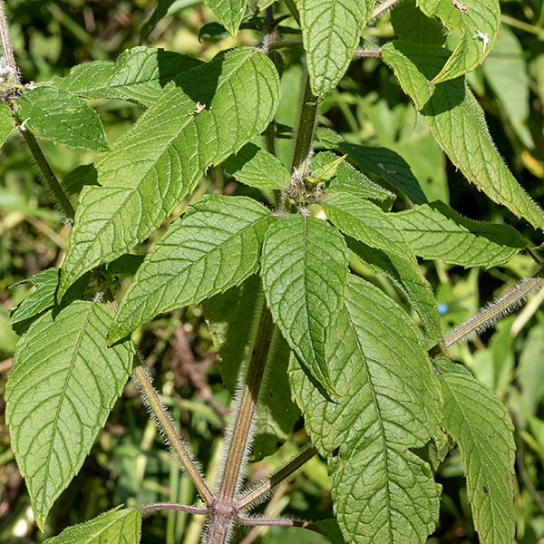 Hairy wood mint is, of course, hairy — the stem is up to 3' tall, usually unbranched, and densely covered with long, spreading white hairs, as are the ~1" long leaf petioles; the leaves themselves are variably hairy. Near the apex of the stem, the leaf internodes shorten drastically so the leaf pairs and whorls of flowers look very like a "pagoda." (Thus, one of the common names, hairy pagoda plant.)