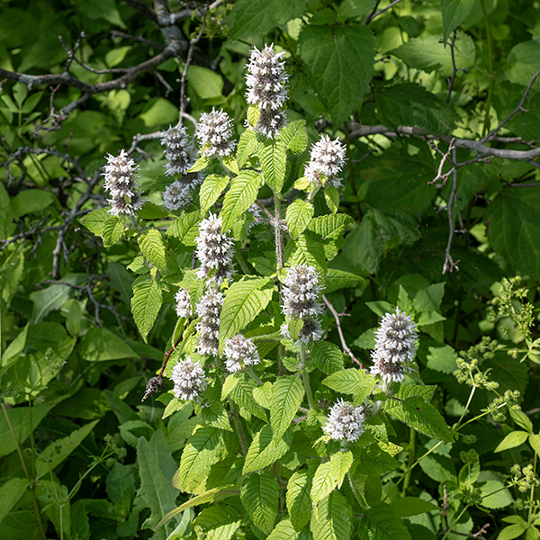 Hairy wood mint leaves are lance-shaped, twice as long as wide, with shallow teeth along the margins. Both the flower clusters and additional small, secondary leaves arise from the leaf axils.