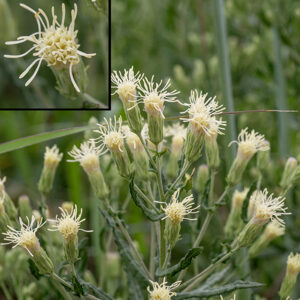 Individual flowerheads of false boneset are about a half inch long and surrounded by green phyllaries. Each floret (inset) consists of 7-21 creamy-white, tubular florets with five lobes at the tip, and a prominent divided style protruding from the corolla.