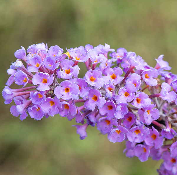 Butterfly-bush has flowers in a elongate cluster (panicle); each flower is trumpet-shaped with an orange center, and the flared end is split into four lobes.