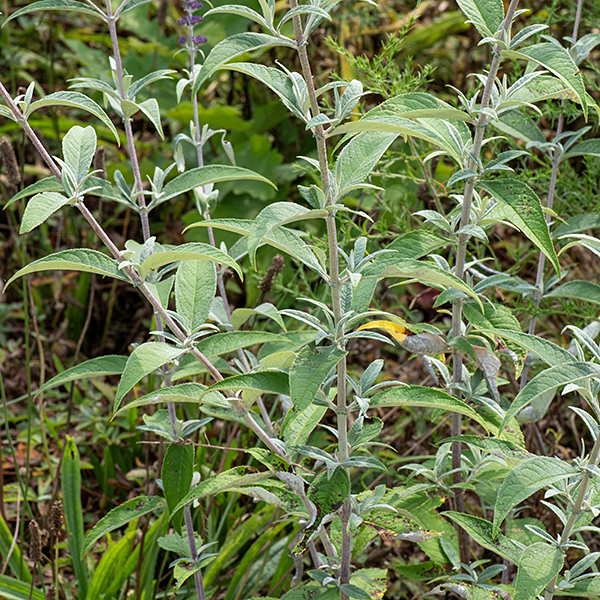 The leaves of butterfly-bush are opposite, 5-10" long with irregular edges. The stems and branches are quadrangular (square) and covered with a whitish bloom. A shrub introduced from Asia, considered invasive.