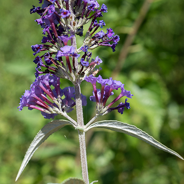 The leaves of butterfly-bush are opposite, 5-10" long with irregular edges; stems and branches quadrangular in section and covered with a whitish bloom. Flowers are trumpet-shaped with an orange center, the flared end split into four lobes. A shrub introduced from Asia, considered invasive.