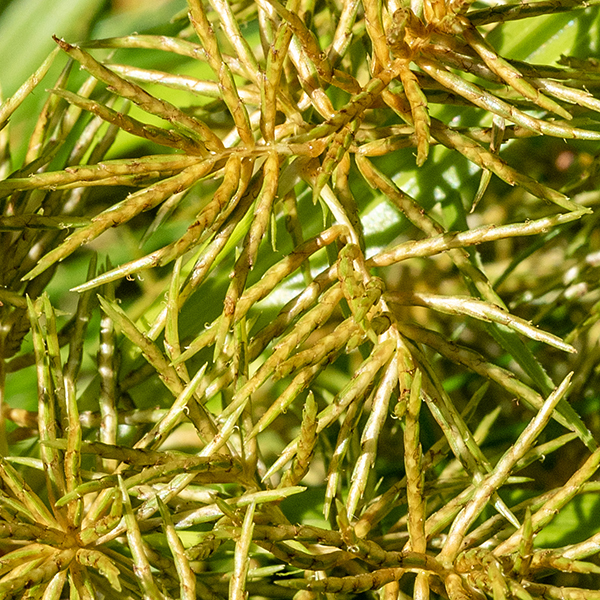 Rusty flatsedge produces an umbel comprised of 3-6 floral stalks 1-4" long bearing clusters of 2-4 floral spikes. (Visually, this looks much like the branch of a fir tree.) Individual spikes are 1/2-1.5" long with individual needle-like spikelets 1/2-1" long pointing in all directions (like a bottle brush). Each spikelet has 8-25 scales sheltering perfect florets (i.e., both three stamens and a tripartite style are present). Spikelets are initially yellow- or whitish green, becoming reddish-brown at maturity. (Thus the "rusty" name.)