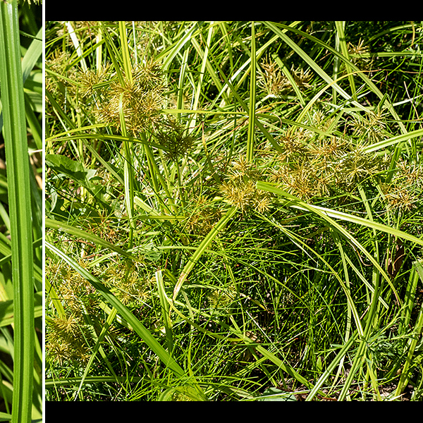 The lower third of the rusty flatsedge culms bear 2-3 alternate, arching leaves 3-12" long and 3-8 mm across. The leaves have longitudinal grooves; they are M-shaped in section with the underside paler than the top surface.