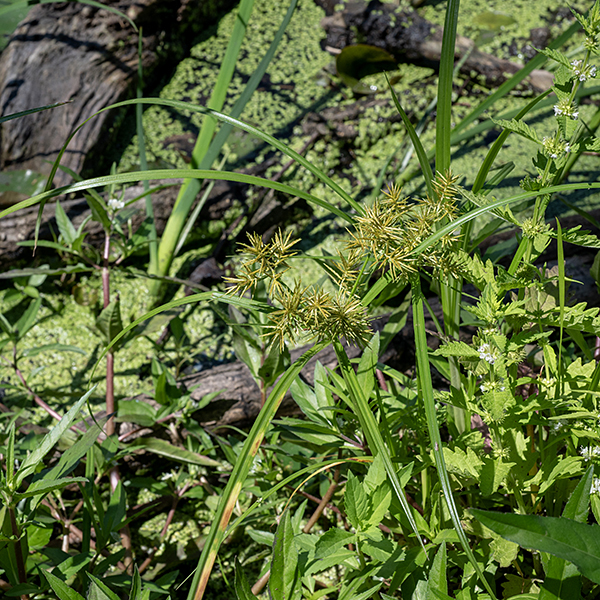 Rusty flatsedge (aka, fragrant flatsedge) can be 6-24" tall. The culms are triangular in section, hairless, and medium green; the lower third of the culms bear 2-3 alternate, arching leaves 3-12" long and 3-8 mm across. The leaves have longitudinal grooves.