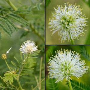 Illinois bundleflower flowerheads are about 1/2" across; they contain about 50 florets with five minute (1 mm long) petals, a single style, and five stamens with yellow anthers. The overall appearance is of a greenish-white fuzzy pincushion.