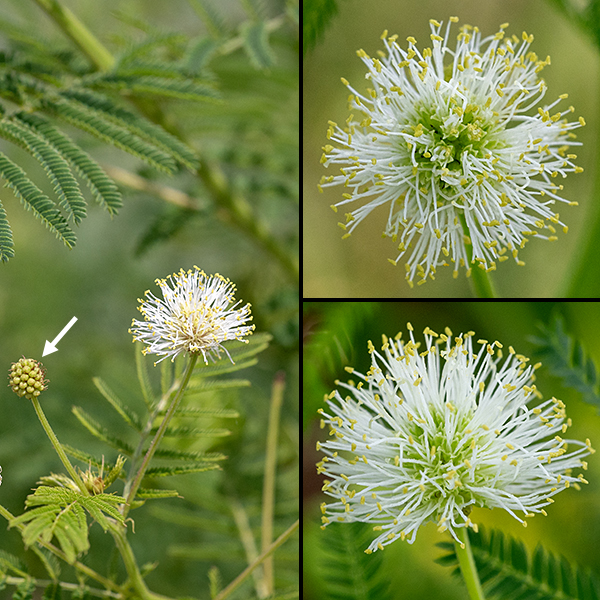 Illinois bundleflower flowerheads are about 1/2" across; they contain about 50 florets with five minute (1 mm long) petals, a single style, and five stamens with yellow anthers. The overall appearance is of a greenish-white fuzzy pincushion.
