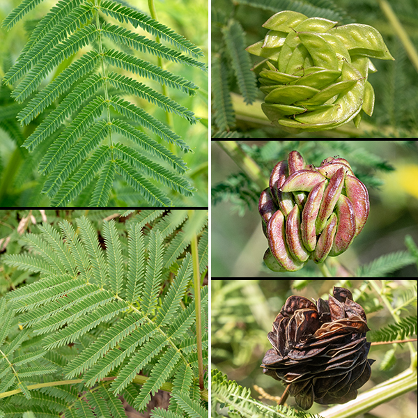 Illinois bundleflower leaves are alternate, doubly compound (bipinnate), and very feathery in appearance; each leaf has 8-12 pairs of compound leaflets with 20-40 individual sessile subleaflets (secondary leaflets), each about 1/8" long and about 1 mm wide. Secondary leaflets fold together on very hot days or at night (thus the common name, "prairie mimosa"), probably to conserve moisture. The fruit is a pea-like pod; multiple pods curl around each other in a cluster, hiding the remnants of the flower head.