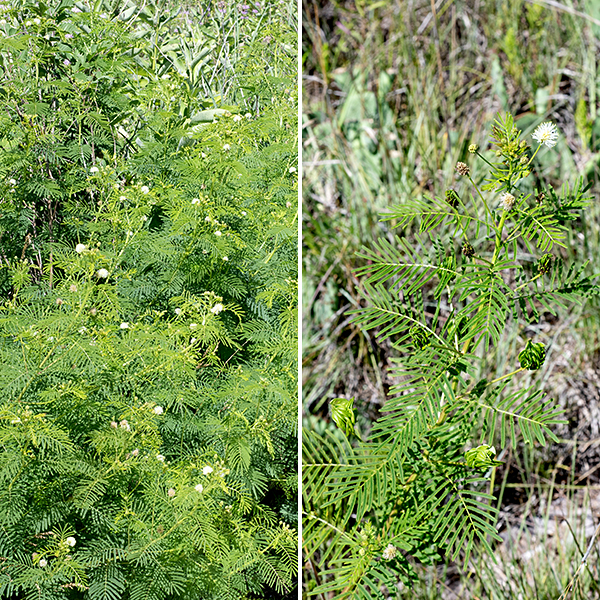 Illinois bundleflower (aka, prairie mimosa) often forms dense stands of largely-unbranched, ridged stems from 2-4' tall.