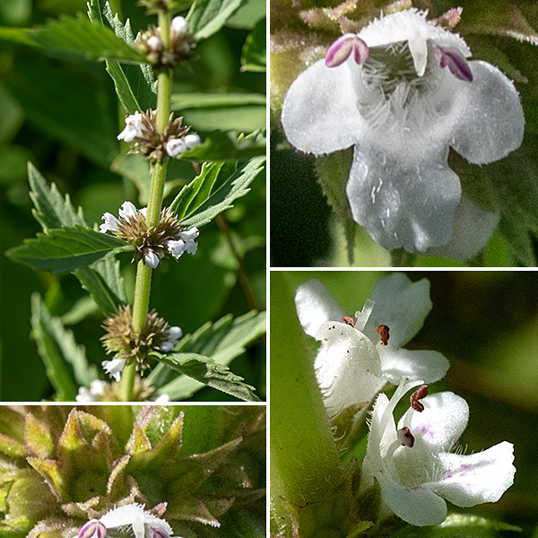 Gypsywort (aka, European bugleweed) is another species native to Europe and Asia. How it came to the New World is unknown, but it has a long history in the botanical literature in Europe (back to the sixteenth century). It strongly prefers wetlands and can often be found in muds. The stem can be as much as 2.5' tall, usually unbranched, light- or yellowish-green, square in section, hairy, and finely grooved. Flowers occur in whorls in the axils of the upper leaves. Each flower is 1/8" across consisting of a green calyx with 4-5 teeth, each longer than the calyx tube, giving the mass of flowers a bristly appearance; a white tubular corolla with four apical lobes, usually with a few pink or purple spots on the lower lip; two stamens; and a style with a bifurcated tip (which can be difficult to see). The fruits are four, concave-topped nutlets cupped in the calyx. This species is known to hybridize with American bugleweed (Lycopus americanus). The medicinal properties of gypsywort are quite controversial; resist the urge to nibble.