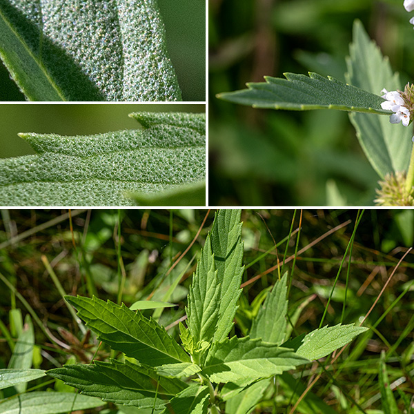 Gypsywort stems can be as much as 2.5' tall, usually unbranched, light- or yellowish-green, square in section, hairy, and finely grooved. The leaves are opposite, 1-3" long and half as wide, oval or elongate-oval, with coarse, rounded teeth in the upper leaves, pinnatifid with deep lobes in the lower leaves. Leaves are either sessile or with very short (1/4") stout petioles. Unique to this species are minute glandular depressions in the upper surfaces of the leaves, best seen with some magnification. This species is known to hybridize with American bugleweed (Lycopus americanus). The medicinal properties of gypsywort are quite controversial; resist the urge to nibble.