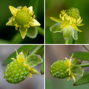Small-flowered buttercup is a native species that has flowers similar to several other buttercups but is distinguished by its broad range of leaf shapes — other buttercups don't have this wide a variety of leaf shapes on a single plant. The flowers are stalked in groups of one to three on the end of the stems. Each flower is 1/4" across with five lance-shaped or triangular petals that are shorter than the sepals. There are five broadly rounded sepals, a ring of 5-10+ stamens with yellow anthers, and a central mound of green carpels, each with a pistil. After fertilization, the carpels enlarge and the central mound elongates until it is ovoid; the fruits (achenes) are shiny and have small beaks.