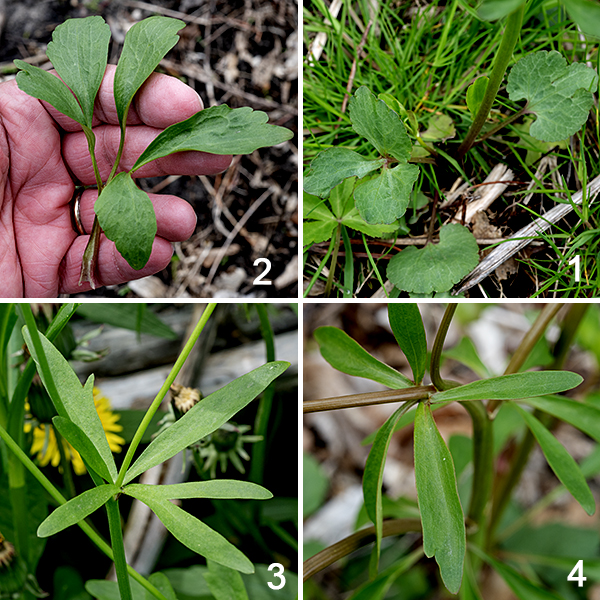Small-flowered buttercup is a distinguished by its broad range of leaf shapes — other buttercups don't have this wide a variety of leaf shapes on a single plant. The basal leaves are usually circular or kidney shaped, up to 2" long and 2.5" across, with a 3" long petiole. Occasionally, the basal leaves are notched or deeply lobed with what look like three leaflets; sometimes the "leaflets" are similarly lobed. The lower cauline (stem) leaves typically have a 1" long petiole; the blades are often deeply lobed with the lobes occasionally further divided, producing a markedly asymmetrical blade. The upper stem leaves are sessile, oblong or lance shaped, sometimes also with a lobe that produces an asymmetrical outline. The cauline (stem) leaves are alternate regardless of their morphology; all leaves are hairless.