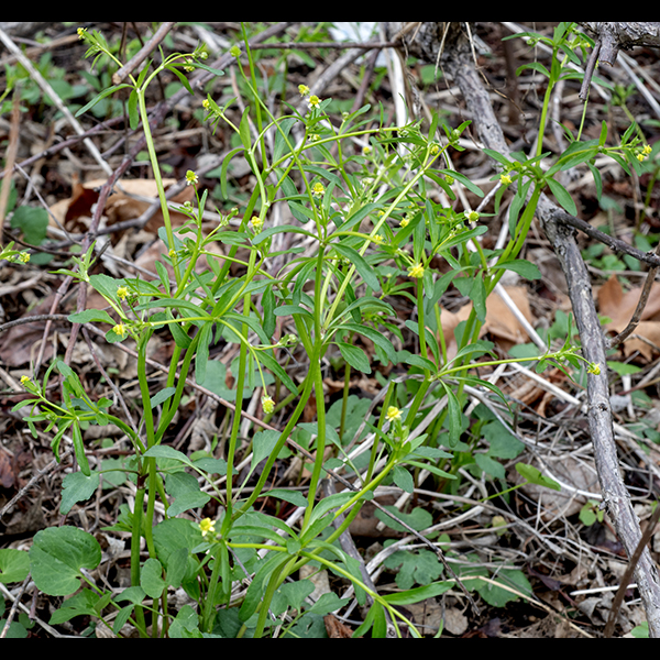 Small-flowered buttercup is a native species that has flowers similar to several other buttercups but is distinguished by its broad range of leaf shapes — other buttercups don't have this wide a variety of leaf shapes on a single plant. The basal leaves are usually circular or kidney shaped, up to 2" long and 2.5" across, with a 3" long petiole. Occasionally, the basal leaves are notched or deeply lobed with what look like three leaflets; sometimes the "leaflets" are similarly lobed. The lower cauline (stem) leaves typically have a 1" long petiole; the blades are often deeply lobed with the lobes occasionally further divided, producing a markedly asymmetrical blade. The upper stem leaves are sessile, oblong or lance shaped, sometimes also with a lobe that produces an asymmetrical outline. The cauline (stem) leaves are alternate regardless of their morphology; all leaves are hairless. The flowers are stalked in groups of one to three on the end of the stems. Each flower is 1/4" across with five lance-shaped or triangular petals that are shorter than the sepals. There are five broadly rounded sepals, a ring of 5-10+ stamens with yellow anthers, and a central mound of green carpels, each with a pistil. After fertilization, the carpels enlarge and the central mound elongates until it is ovoid; the fruits (achenes) are shiny and have small beaks.
