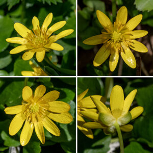 Lesser celadine flowers arise singly from the axils of the upper leaves or on the ends of stems. Individual flowers are about 1" across with three light green sepals half the length of the petals, 7-12 yellow, oblong petals, and a ring of about 30 (yellow) stamens around a central group of about 15-20 (greenish) pistils. This species rarely produces fruit, instead reproducing asexually. The alternative name "Ficaria verna" is occasionally used for lesser celadine, but that name is now considered invalid.