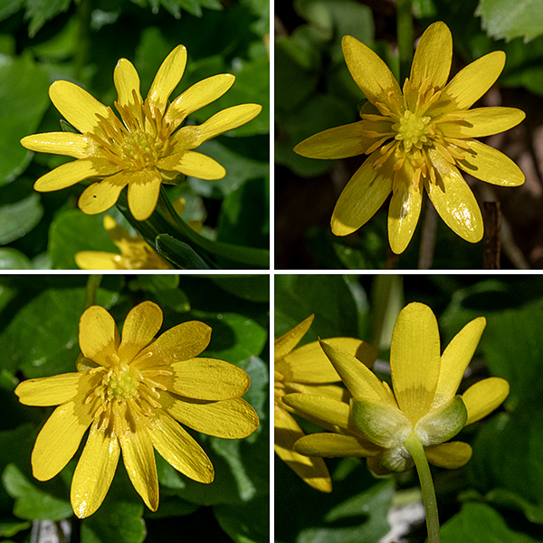 Lesser celadine flowers arise singly from the axils of the upper leaves or on the ends of stems. Individual flowers are about 1" across with three light green sepals half the length of the petals, 7-12 yellow, oblong petals, and a ring of about 30 (yellow) stamens around a central group of about 15-20 (greenish) pistils. This species rarely produces fruit, instead reproducing asexually. The alternative name "Ficaria verna" is occasionally used for lesser celadine, but that name is now considered invalid.
