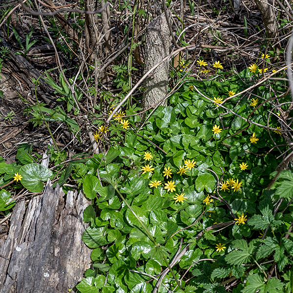 Lesser celadine is an exotic from Europe and western Asia; it is an aggressive competitor and is considered invasive. It initially produces a clump of basal leaves that then give rise to one or more flowering stems that bear stem leaves (opposite leaves in the power portions of the stem, smaller alternate leaves in the upper parts). Yellow flowers arise singly from the axils of the upper leaves or on the ends of stems. This species rarely produces fruit, instead reproducing asexually. The alternative name "Ficaria verna" is occasionally used for lesser celadine, but that name is now considered invalid.