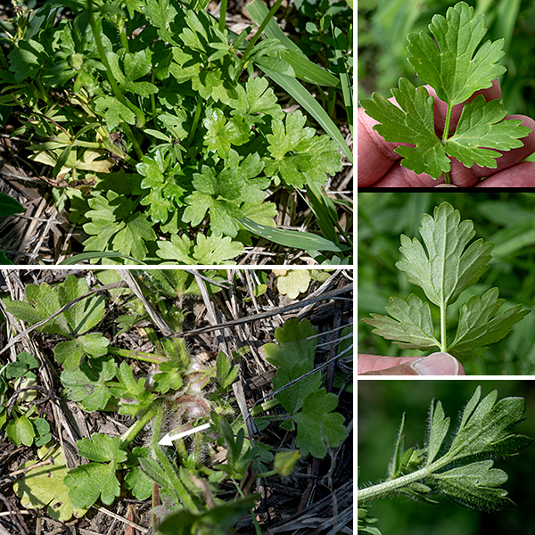 Hispid buttercup is a native species that gets up to about a foot tall; plants tend to become more sprawling as they grow. The stems are light green to reddish brown, usually with a coat of long, spreading hairs. Like the stems, the petioles (and petiolules) of the leaves, both basal and stem leaves, are covered with long hairs. Both basal and stem leaves are trifoliate-palmately compound; the three leaflets are up to 3" long and 3" wide, usually with three lobes in each leaflet, a dentate margin, and with the central leaflet with a stalk (petiolule) longer than the petiolules of the lateral leaflets. Both surfaces of the leaves are hairy.