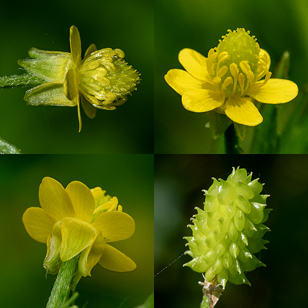 Pennsylvania buttercup is a native plant that is formally listed as "imperiled" in Illinois (which is at the southern limit of its range east of the Mississippi). The flowers arise from leaf axils on short stalks. Individual flowers are small (1/8-1/4" across) with five yellowish-green sepals, five shiny, yellow, egg-shaped petals, and a ring of 5-10+ yellow stamens around a central mound of green carpels and pistils. The sepals are longer than the petals, are reflexed back on the flower stem, and are covered with long hairs on the hidden surface. After fertilization, the carpels enlarge and the central mound elongates; individual mature fruits are laterally compressed with straight to sightly curved (but not hooked) beaks. Pennsylvania buttercup tends to prefer wetlands and similar environments.