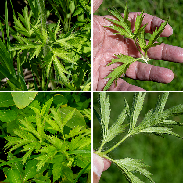 Pennsylvania buttercup is a native plant that is formally listed as "imperiled" in Illinois (which is at the southern limit of its range east of the Mississippi). It has trifoliate compound leaves up to 3" long and 2" across; the middle leaflet has a petiolule (stalk) at least three times longer than in the lateral leaflets. The margins of the leaflets bear numerous deep, narrow teeth; the leaflets are further divided into three wedge-shaped segments that are also lobed. The leaflets, the petiolules, the petioles, and the main stems are covered with numerous long, white hairs; the flower stems are covered with shorter hairs. The basal leaves and the stem leaves are similar in appearance, but the basal leaves tend to be short lived while the stem leaves persist. The stem leaves are alternate. Pennsylvania buttercup tends to prefer wetlands and similar environments.