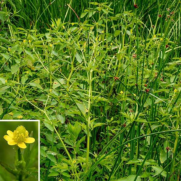 Pennsylvania buttercup is a native plant that is formally listed as "imperiled" in Illinois (which is at the southern limit of its range east of the Mississippi). It is a spare, rangy plant that grows to heights of 1-2.25' tall, often in disturbed areas. Pennsylvania buttercup has trifoliate compound leaves up to 3" long and 2" across; the middle leaflet has a petiolule (stalk) at least three times longer than in the lateral leaflets. The margins of the leaflets bear numerous deep, narrow teeth; the leaflets are further divided into three wedge-shaped segments that are also lobed. The leaflets, the petiolules, the petioles, and the main stems are covered with numerous long, white hairs; the flower stems are covered with shorter hairs. The basal leaves and the stem leaves are similar in appearance, but the basal leaves tend to be short lived while the stem leaves persist. The stem leaves are alternate. The flowers arise from leaf axils on short stalks. Individual flowers are small (1/8-1/4" across) with five yellowish-green sepals, five shiny, yellow, egg-shaped petals, and a ring of 5-10+ yellow stamens around a central mound of green carpels and pistils. The sepals are longer than the petals, are reflexed back on the flower stem, and are covered with long hairs on the hidden surface. After fertilization, the carpels enlarge and the central mound elongates; individual mature fruits are laterally compressed with straight to sightly curved (but not hooked) beaks. Pennsylvania buttercup tends to prefer wetlands and similar environments.