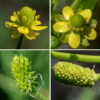 Cursed crowfoot flowers occur on the ends of the upper stems. Individual flowers are 6-8 mm across with five yellowish-green sepals about the same length as the petals, five (sometimes three or four) yellow, rounded petals, a ring of 5-10+ short stamens with yellow anthers, and a central hemispherical to gumdrop-shaped mass of green pistils. After fertilization, the central mass of pistils enlarges and elongates, producing a cylindrical mass of flat, smooth, kidney-shaped 1 mm long seeds with short, straight beaks.