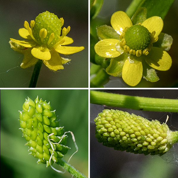 Cursed crowfoot flowers occur on the ends of the upper stems. Individual flowers are 6-8 mm across with five yellowish-green sepals about the same length as the petals, five (sometimes three or four) yellow, rounded petals, a ring of 5-10+ short stamens with yellow anthers, and a central hemispherical to gumdrop-shaped mass of green pistils. After fertilization, the central mass of pistils enlarges and elongates, producing a cylindrical mass of flat, smooth, kidney-shaped 1 mm long seeds with short, straight beaks.