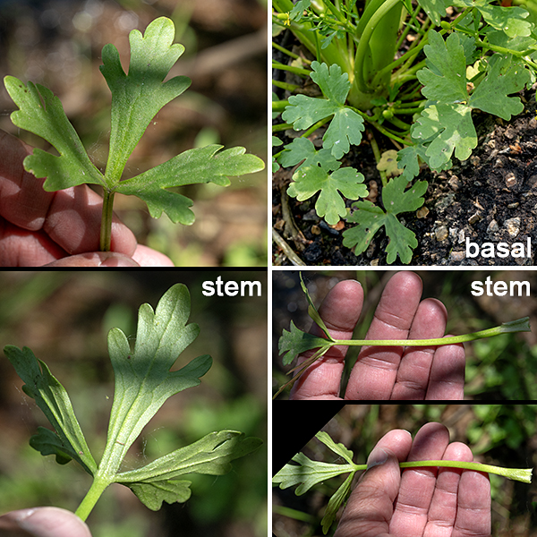 Cursed crowfoot stems are hollow, medium green, slightly ribbed, and hairless. The basal leaves are heart or kidney shaped in gross outline (up to 3" long and across), but they have 3-5 palmate lobes of various depths; secondary lobes and shallow teeth may also occur. The basal leaves have long petioles that widen at their base. The stem leaves are alternate, smaller than the basal leaves and with shorter petioles; they usually have three narrow lobes only, but a few of the upper stem leaves may be unlobed and sessile. Both the basal and stem leaves are fleshy, medium green, and hairless.