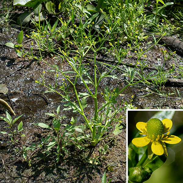 Cursed crowfoot may grow either as a fully terrestrial plant or as an emergent aquatic; it is found throughout the U.S. and most of Canada, growing to heights of 0.5-2' tall. Cursed crowfoot is most similar to small-flowered buttercup (Ranunculus abortivus), but the latter has triangular rather than rounded petals, has smaller flowers (1/4") and lacks the succulent-like, fleshy leaves found in cursed crowfoot. All buttercups are toxic to some extent, but cursed crowfoot is the worst — it contains up to 2.5% of the toxin protoanemonin. Symptoms are usually relatively mild and limited to the skin but may be quite severe. According to https://www.minnesotawildflowers.info/ "The stem oozes a sap that may cause blisters, which is probably where the “cursed” name originates."