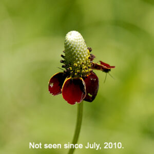 Upright prairie coneflower (aka, "Mexican hat") is a 1-3' tall plant native to North America but an exotic in Illinois; it looks like English plantain (Plantago lanceolata) dressed up for a party. The stems are green and longitudinally ridged; they bear alternate, pinnatifid leaves with 5-11 elongate, narrow lobes. The upper stems produce flower stalks (peduncles) 2-12" long, minutely grooved, and lacking leaves; the peduncles are very "wire-like." The flowerheads are 1.5-3" long cylinders composed of numerous brown or purplish disk florets that bloom from the bottom of the cylinder to the top; at the base of the cylinder are 4-12 ray florets with drooping, 1/2-1.5" long, oblong petals with notched tips that are yellow, maroon, or yellow with basal maroon patches (the "party skirt"). This plant is unmistakable when in bloom. The imaged flower was photographed in Bobolink Meadow in July, 2010; I have not seen a specimen since.