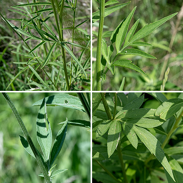 Grey-headed coneflower (aka, yellow coneflower) gets to 4' tall when in bloom, although it is usually shorter. The stems are slender, green, and wiry with a slight degree of ridging on their rough surface. There are no basal leaves, per se, but the stem leaves towards the bottom of the  plant are large (up to 8" long and 5" wide), pinnatifid,  and divided into 3-7 lance-like lobes; the upper stem leaves have only a few lance-like lobes. All the leaves are rough in texture.