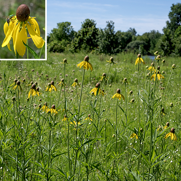 Grey-headed coneflower (aka, yellow coneflower) gets to 4' tall when in bloom, although it is usually shorter. The stems are slender, green, and wiry with a slight degree of ridging on their rough surface. There are no basal leaves, per se, but the stem leaves towards the bottom of the  plant are large (up to 8" long and 5" wide), pinnatifid,  and divided into 3-7 lance-like lobes; the upper stem leaves have only a few lance-like lobes. All the leaves are rough in texture. The composite flowerheads sit individually on the tips of long, thin, ridged stalks; they have up to 15 drooping, 2" long, yellow ray florets and a central 3/4" tall gumball- or egg-shaped cone of 100-200 disc florets. The ray florets are sterile; the disc florets have both stamens (5) and styles (1). Beneath the flowerhead are two series of long, narrowly-triangular bracts. The disc florets mature progressively from the bottom of the cone to the top; immature disc florets are light green or grey, mature disc florets are brown, giving the portion of the cone they cover a fuzzy appearance. (Thus the analogy implicit in the common name to a grey, bald pate peeking through a head of brown, fuzzy hair.) After fertilization, the cone becomes a mass of small (2-4 mm long), brown seeds (achenes) that are devoid of a tuft of hairs.
