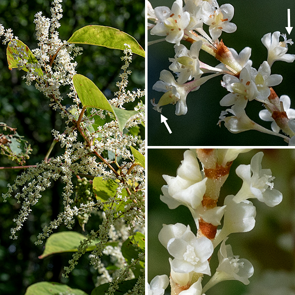 In Japanese knotweed, axils of the upper leaves produce slender, fuzzy spikes 2-4" long, covered with white or greenish flowers; more than one spike can arise from an axil. The flowers arise in groups of 3-6 from papery sheaths on the spikes. Individual flowers are sessile, about 8 mm long, with a funnel-shaped calyx, five petal-like sepals with wings on their outer faces, no petals, 6-8 stamens, and a tripartite stigma on top of a bullet-shaped green ovary. The fruit is a single shiny, black, three-angled seed with three broad, whitish, wings. Japanese knotweed is a highly aggressive invasive, luckily uncommon in Jackson Park. I know of three places in Jackson Park where it grows (it is a perennial); the Park District has eradicated it in one of these locations.