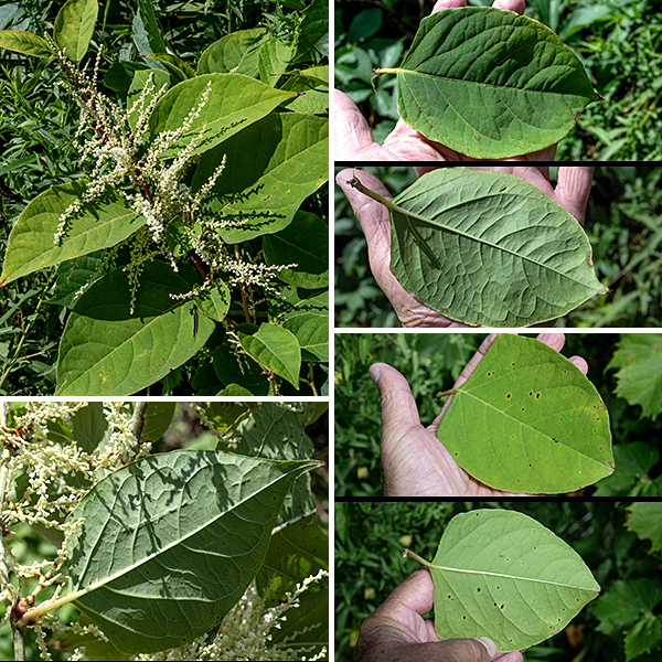 Japanese knotweed is an invasive species from East Asia that has been widely planted as an ornamental. It is a bushy but herbaceous plant that can reach heights of 3-8' but tends to sprawl over (and smother) adjacent vegetation. The stems are hairless, hollow, green with reddish streaks or dots; they tend to zig-zag between the alternate leaves. The leaves are also hairless, oval with a flattened base (arrowhead-shaped), 4-6" long and 2-4" across, with smooth margins and a 1" long petiole. Japanese knotweed is a highly aggressive invasive, luckily uncommon in Jackson Park. I know of three places in Jackson Park where it grows (it is a perennial); the Park District has eradicated it in one of these locations.
