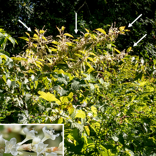 Japanese knotweed is an invasive species from East Asia that has been widely planted as an ornamental. It is a bushy but herbaceous plant that can reach heights of 3-8' but tends to sprawl over (and smother) adjacent vegetation. The stems are hairless, hollow, green with reddish streaks or dots; they tend to zig-zag between the alternate leaves. The leaves are also hairless, oval with a flattened base (arrowhead-shaped), 4-6" long and 2-4" across, with smooth margins and a 1" long petiole. The axils of the upper leaves produce slender, fuzzy spikes 2-4" long, covered with white or greenish flowers; more than one spike can arise from an axil. The flowers arise in groups of 3-6 from papery sheaths on the spikes. Individual flowers are sessile, about 8 mm long, with a funnel-shaped calyx, five petal-like sepals with wings on their outer faces, no petals, 6-8 stamens, and a tripartite stigma on top of a bullet-shaped green ovary. The fruit is a single shiny, black, three-angled seed with three broad, whitish, wings. ITIS considers Reynoutria japonica to be a junior synonym of Fallopia japonica var. japonica; USDA Plants considers the correct name to be Polygonum cuspidatum. I'll stick with the more common binomial. Japanese knotweed is a highly aggressive invasive, luckily uncommon in Jackson Park. I know of three places in Jackson Park where it grows (it is a perennial); the Park District has eradicated it in one of these locations.