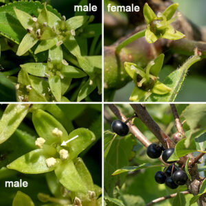 In buckthorn, umbels of flowers arise from leaf axils. Flowers on a single plant may be perfect (both male and female organs present), but more commonly the flowers are dioecious with either all male (staminate) or all female (pistillate) flowers found on any given plant. Individual flowers are 1/4" across. They have four greenish-yellow, triangular, spreading sepals that together form a calyx and four petals that can't be easily seen without magnification; the "petals" in the flowers are actually sepals. Male flowers have four greenish stamens with cream-colored anthers; female flowers have a single style that has a tip divided into four branches. After fertilization, female (or perfect) flowers produce a shiny black, 1/4" wide, cherry-like fruit containing 3-4 seeds. Birds can eat the fruit without ill effects, but in humans the fruit produces stomach cramps and acts as a strong laxative (as indicated by the species name, "cathartica").