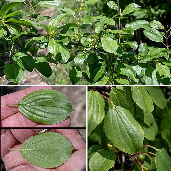 Buckthorn leaves are (usually) opposite, oval or roughly egg-shaped, 1-2" long and 3/4-1.5" wide, hairless, with fine teeth that extend along the entire margin, dark green above, light green below, with a 1/2" long, slender petiole. Buckthorn leaves retain their green color long into the autumn, much later than other trees. There are 2-3 lateral veins on either side of the midvein; the lateral veins are strongly curved so they are subparallel to the margins. Buckthorn was introduced to the US from Europe in the early 1800s, originally as a component of hedges and farm shelterbelts. Buckthorns secrete chemicals from their roots that suppress the growth of other plants; it thus tends to out-compete and displace native species. The fruits are much loved by birds (especially robins), which helps buckthorn spread further. The lakeshore between the south end of 57th St. Beach and the entrance to 59th St. Harbor is covered with "rip-rap" (large concrete and limestone slabs) to prevent erosion. In that approximately 50 yards of lakeshore, about 10% of the small trees are mulberry (another aggressive exotic), the other 90% are buckthorn. Buckthorn produces an orange hardwood said to be much prized by carvers, who should be encouraged by everyone who appreciates native ecosystems.