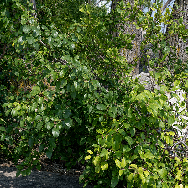 Buckthorn (aka, European buckthorn or common buckthorn) may grow as either a woody shrub or a small tree with one or more trunks up to 6" in diameter that can grow up to 25' tall. The wood is dense and orange in color; the bark on the branches is brown, relatively smooth, and covered with small white lenticels; it roughens with age. The leaves are (usually) opposite, oval or roughly egg-shaped, 1-2" long and 3/4-1.5" wide, hairless, with fine teeth that extend along the entire margin, dark green above, light green below, with a 1/2" long, slender petiole. Buckthorn leaves retain their green color long into the autumn, much later than other trees. There are 2-3 lateral veins on either side of the midvein; the lateral veins are strongly curved so they are subparallel to the margins. Umbels of flowers arise from leaf axils. Flowers on a single plant may be perfect (both male and female organs present), but more commonly the flowers are dioecious with either all male (staminate) or all female (pistillate) flowers found on any given plant. Individual flowers are 1/4" across. They have four greenish-yellow, triangular, spreading sepals that together form a calyx and four petals that can't be easily seen without magnification; the "petals" in the flowers are actually sepals. Male flowers have four greenish stamens with cream-colored anthers; female flowers have a single style that has a tip divided into four branches. After fertilization, female (or perfect) flowers produce a shiny black, 1/4" wide, cherry-like fruit containing 3-4 seeds. Birds can eat the fruit without ill effects, but in humans the fruit produces stomach cramps and acts as a strong laxative (as indicated by the species name, "cathartica"). Buckthorn was introduced to the US from Europe in the early 1800s, originally as a component of hedges and farm shelterbelts. Buckthorns secrete chemicals from their roots that suppress the growth of other plants; it thus tends to out-compete and displace native species. The fruits are much loved by birds (especially robins), which helps buckthorn spread further. The lakeshore between the south end of 57th St. Beach and the entrance to 59th St. Harbor is covered with "rip-rap" (large concrete and limestone slabs) to prevent erosion. In that approximately 50 yards of lakeshore, about 10% of the small trees are mulberry (another aggressive exotic), the other 90% are buckthorn. Buckthorn produces an orange hardwood said to be much prized by carvers, who should be encouraged by everyone who appreciates native ecosystems.