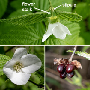 Jetbead flowers are solitary, arising on the tips of the green twigs. Flowers are elevated on 1/4-1/2" long stalks. There are four green sepals at the base of the flower, each with a bractlet half the length of the sepals that is located below the intersection of each pair of sepals. Four white, nearly circular petals alternate in position with the sepals. A greenish hypanthium covers the center of the flower with a four-lobed ridge marking its edges. Numerous (30-60) stamens with white filaments and yellow anthers, usually in four distinct clusters, lie inside the ridge; the stamens surround four pistils, each with a single style and a circular, terminal stigma. After fertilization, 1-4 fruits develop in the center of the flower that turn shiny black at maturity (the "jetbead"); the seeds remain attached to the persistant sepals until late in the fall and may persist through the winter.