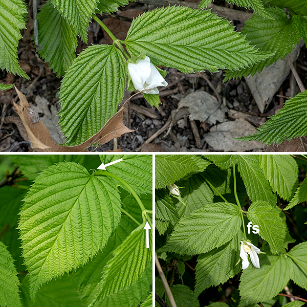 Jetbead is a rounded shrub 20" to over six feet tall that can have from 5-20+ reddish-brown arching, woody stems that branch occasionally; the twigs are green. The leaves are opposite, oval, up to 3" long and half as wide, with a rounded base and a sharply pointed, narrow tip. The leaf blade is sharply plicate (i.e., folded back and forth like an old-fashioned hand fan). The leaf margin is doubly-toothed, with larger teeth alternating with a series of 1-3 smaller teeth; the leaf blade is covered on both surfaces with sparse short, fine, silky hairs. The petiole is 3-10 mm long; a pair of narrow stipules 2-4 mm long flank the base of the petiole where it attaches to the stem.