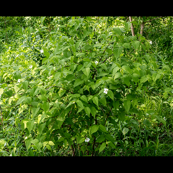 Jetbead is an exotic that is native to northern Asia; it is considered invasive. Jetbead is a rounded shrub 20" to over six feet tall that can have from 5-20+ reddish-brown arching, woody stems that branch occasionally; the twigs are green. The leaves are opposite, oval, up to 3" long and half as wide, with a rounded base and a sharply pointed, narrow tip. The leaf blade is sharply plicate (i.e., folded back and forth like an old-fashioned hand fan). The leaf margin is doubly-toothed, with larger teeth alternating with a series of 1-3 smaller teeth; the leaf blade is covered on both surfaces with sparse short, fine, silky hairs. The petiole is 3-10 mm long; a pair of narrow stipules 2-4 mm long flank the base of the petiole where it attaches to the stem. Flowers are solitary, arising on the tips of the green twigs. Flowers are elevated on 1/4-1/2" long stalks. There are four green sepals at the base of the flower, each with a bractlet half the length of the sepals that is located below the intersection of each pair of sepals. Four white, nearly circular petals alternate in position with the sepals. A greenish hypanthium covers the center of the flower with a four-lobed ridge marking its edges. Numerous (30-60) stamens with white filaments and yellow anthers, usually in four distinct clusters, lie inside the ridge; the stamens surround four pistils, each with a single style and a circular, terminal stigma. After fertilization, 1-4 fruits develop in the center of the flower that turn shiny black at maturity (the "jetbead"); the seeds remain attached to the persistant sepals until late in the fall and may persist through the winter.