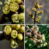 Fragrant sumac is a native shrub that grows 2-8' tall. One-inch-long spikes of closely-packed flowers arise from leaf axils. Individual flowers are 1/8" long, tubular but less than twice as long as wide, with five greenish-yellow petals and a calyx of five short sepals fused at their bases; flowers are either perfect (with both male and female organs) or unisexual (either stamens only or pistils only). (If unisexual, all flowers on one plant are the same sex.) Male flowers have five stamens with yellow-orange anthers but no pistil; female flowers have a pistil with a Y-shaped tip but no stamens. After fertilization, the flowers are replaced by fruits 1/4-3/8" in diameter, roughly spherical, deep red, and exuberantly hairy; it contains a single stone (a seed with a hard coat). Fragrant sumac blooms before either smooth sumac or staghorn sumac and its fruit matures earlier.