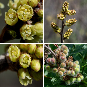 Fragrant sumac is a native shrub that grows 2-8' tall. One-inch-long spikes of closely-packed flowers arise from leaf axils. Individual flowers are 1/8" long, tubular but less than twice as long as wide, with five greenish-yellow petals and a calyx of five short sepals fused at their bases; flowers are either perfect (with both male and female organs) or unisexual (either stamens only or pistils only). (If unisexual, all flowers on one plant are the same sex.) Male flowers have five stamens with yellow-orange anthers but no pistil; female flowers have a pistil with a Y-shaped tip but no stamens. After fertilization, the flowers are replaced by fruits 1/4-3/8" in diameter, roughly spherical, deep red, and exuberantly hairy; it contains a single stone (a seed with a hard coat). Fragrant sumac blooms before either smooth sumac or staghorn sumac and its fruit matures earlier.
